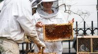 蜜蜂疫苗可能是对抗人口下降的工具