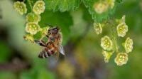 蜜蜂可以告诉你的城市有多干净：研究
